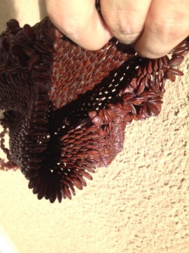 УНИКАЛЬНАЯ и неповторимая СУМКА ИЗ СЕМЕН, чудо, РЕДКОСТЬ!