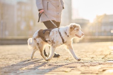 Длинная шлейка Non-stop Dogwear Rock (M)