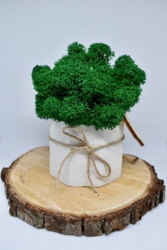 Мини-малиновый лес в белом бетонном горшке.