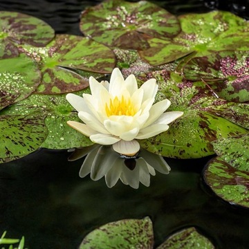 LILIA do oczka , stawu - NYMPHAEA CHROMATELLA - zółta