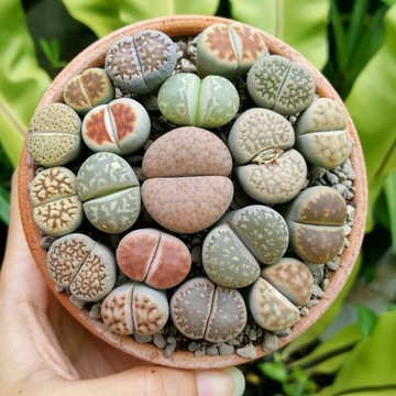 Cuda Natury ŻYWE KAMIENIE - Lithops Tajemnicze Rośliny Pustyni W Twoim Domu