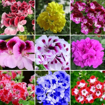 50SZT mieszanych nasion pelargonii Pelargoniu