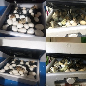 INKUBATOR 56 JAJ AUTOMATYCZNY WYLĘGARKA 230/12V Akcesoria