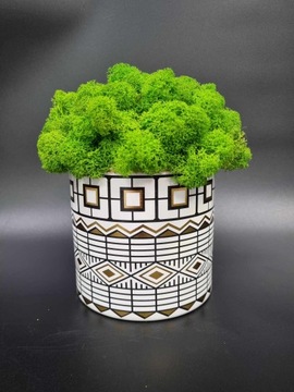 ЧЕРБО МОХ В ГОРШКЕ