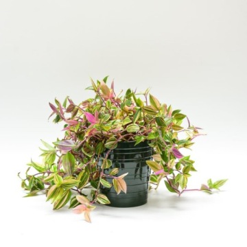 Керамический корпус Кольца