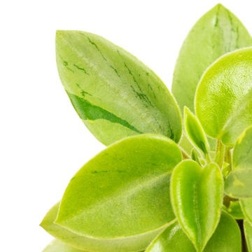 Peperomia orba 'Pixie Lime' -limonkowe liście