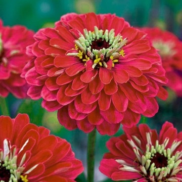 Cynia daliowa Burnus 1g
