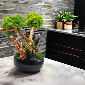 Drzewko z mchu chrobotek BONSAI SPA czarna misa BEZ PODLEWANIA egzotyczne