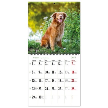 Календарь 2025 стена Большая 30 х 60 см 13 плат