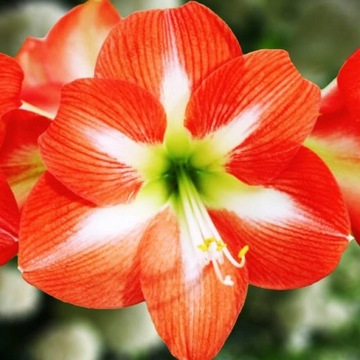 Hippeastrum Amarylis Zwartnica Nagano 1 szt XXL
