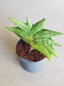 Sansevieria ' Classic Fan' Sanseweria