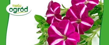 УДОБРЕНИЕ ДЛЯ ЦВЕТОК ЦВЕТУЩИХ РАСТЕНИЙ 100Г