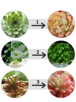 СВЕТОДИОДНАЯ ЛАМПА ДЛЯ РАСТЕНИЙ БЕЛАЯ ПОЛНЫЙ СПЕКТР 50ВТ