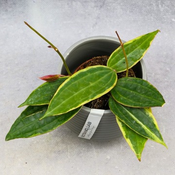 Zestaw do zrobienia podłoża przepuszczalnego, luźnego dla roślin 8L 