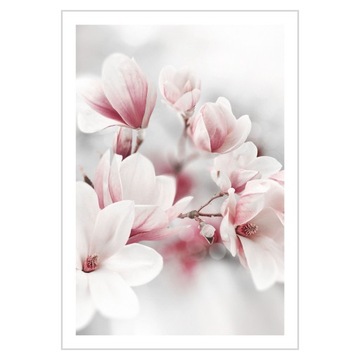 Plakat 21x30 Kwiaty magnolie