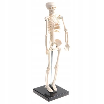 42cm zestaw do nauki modelu szkieletu ludzkiego
