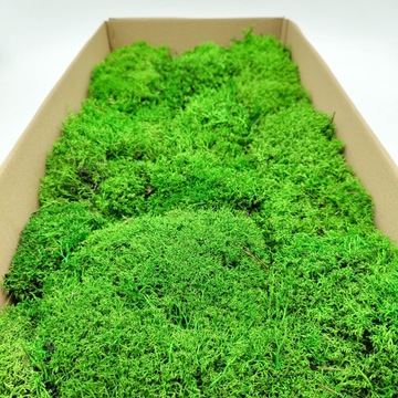 Олений мох - Сферический - Светло-зеленый 100x50см