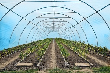 Folia Tunelowa Ogrodnicza Niebieska UV2 3m x 6m