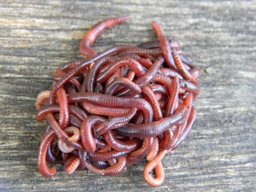 Смесь дождевых червей Dendrobena Red Worms, 1000 шт.