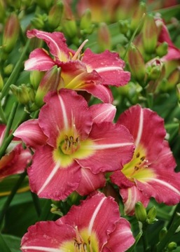 LILIOWIEC Hemerocallis MATROUSJKA Ogród i Oczko