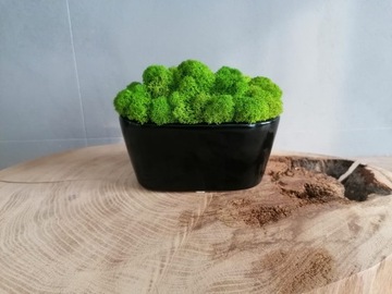 Черный цветочный горшок с мхом Хроботек, мох, 17х8х8