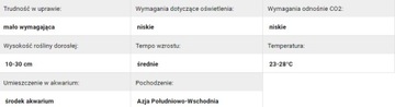 Криптокорина wendtii (Корзина Ø 5,5 см)