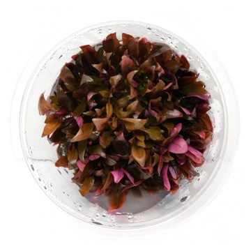 Alternanthera Reineckii sp. MINI kubek 10cm