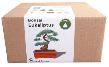 Prezent Bożonarodzeniowy Eukaliptus dbon