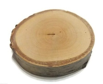 Plastry drewna brzoza szlifowane śr 10-12cm gr 2cm