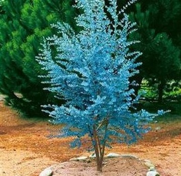 Niebieski Eukaliptus nasiona ODSTRASZA MUSZKI I KOMARY 10 nasion BIONASIONA