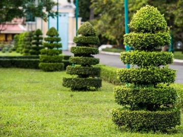 КОМПО ЗЕМЛЯ ДЛЯ ЛАВАНДОВЫХ КЛЕМЕТИСОВ КОРОБКИ ЛИЛИ