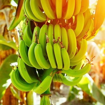 Musa Acuminata MINI BANANY W DOMU - Bananowiec Karłowaty -Soczyście ZIelony