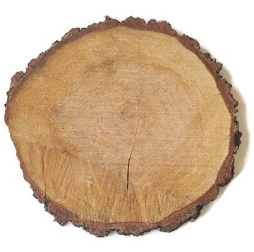 HIT Plastry drewna krążki brzoza 35-40 cm II gatunek