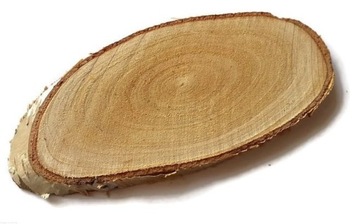 Plastry brzozy owalne skośne podłużne 30-35 cm