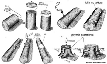 Мицелий вешенки зерновой 1кг.