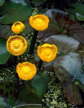 Grążel żółty roślina do oczka wodnego