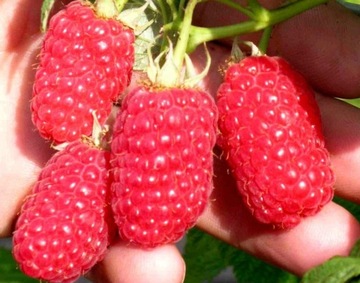 Mikoryza DRZEWA I KRZEWY OWOCOWE 50 dawek