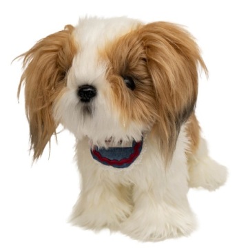 Askato Песик Shih Tzu