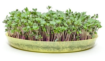 MICROGREENS Nasiona kiełki JARMUŻ CZERWONY 100g