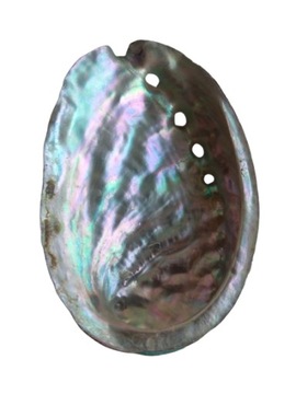 MAŁA MUSZLA UCHOWCA ABALONE Kadzielniczka Podstawka do kadzideł 8x6cm
