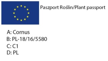 Белый кизил ELEGANTISSIMA Cornus alba КРАСИВЫЕ ЦВЕТНЫЕ ЛИСТЬЯ, красные побеги