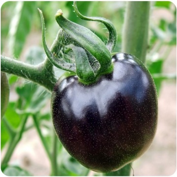 POMIDOR GRUNTOWY BLACKBALL ŚREDNIO PÓŹNY CZARNE OWOCE NASIONA WARZYW 0,3G