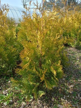 Tuja Brabant Żółta Golden 60-100 cm