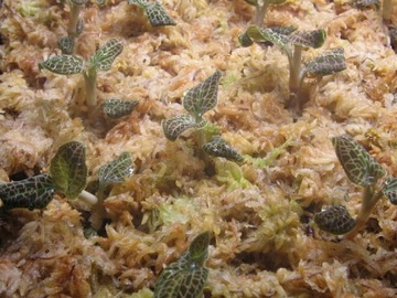 Мох сфагнум BESGROW SPHAGNUM Новозеландский 55г рассыпной Марина-комфорт