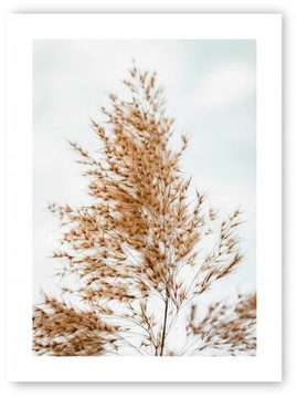 Boho trawy beż plakat 30x40 cm wydruk #20B