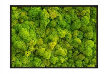 OBRAZ PLAKAT W RAMIE 53x73 cm Mech Chrobotek P676