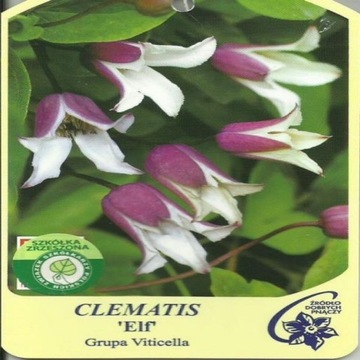 Clematis ELF Grupa Viticella