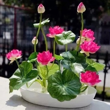 200szt Mix nasion lotosu Lilia wodna Bonsai Balkon Ogród
