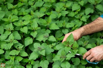 МЯТНОЕ МАСЛО НАТУРАЛЬНОЕ ЭФИРНОЕ МАСЛО ПЕРЕЧНОЙ МЯТЫ ИЗ ИНДИИ 100мл