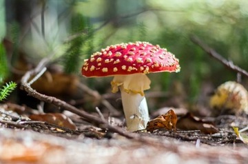 Мухомор Мухомор Мухомор Микродозирующий + Охлаждающий Линимент